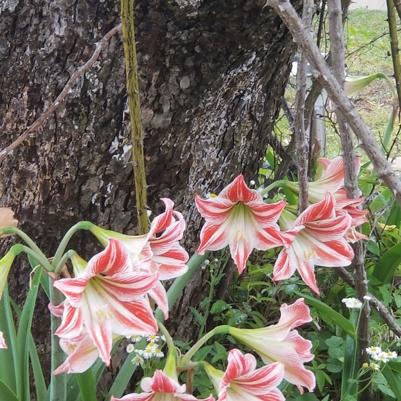 Quality and comfort at affordable prices. Buygreat - Picture 1 of 1